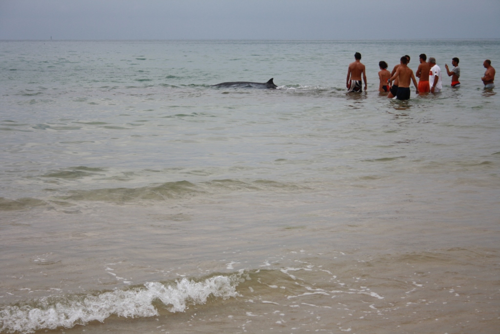 baleia de bico praia Fuzeta