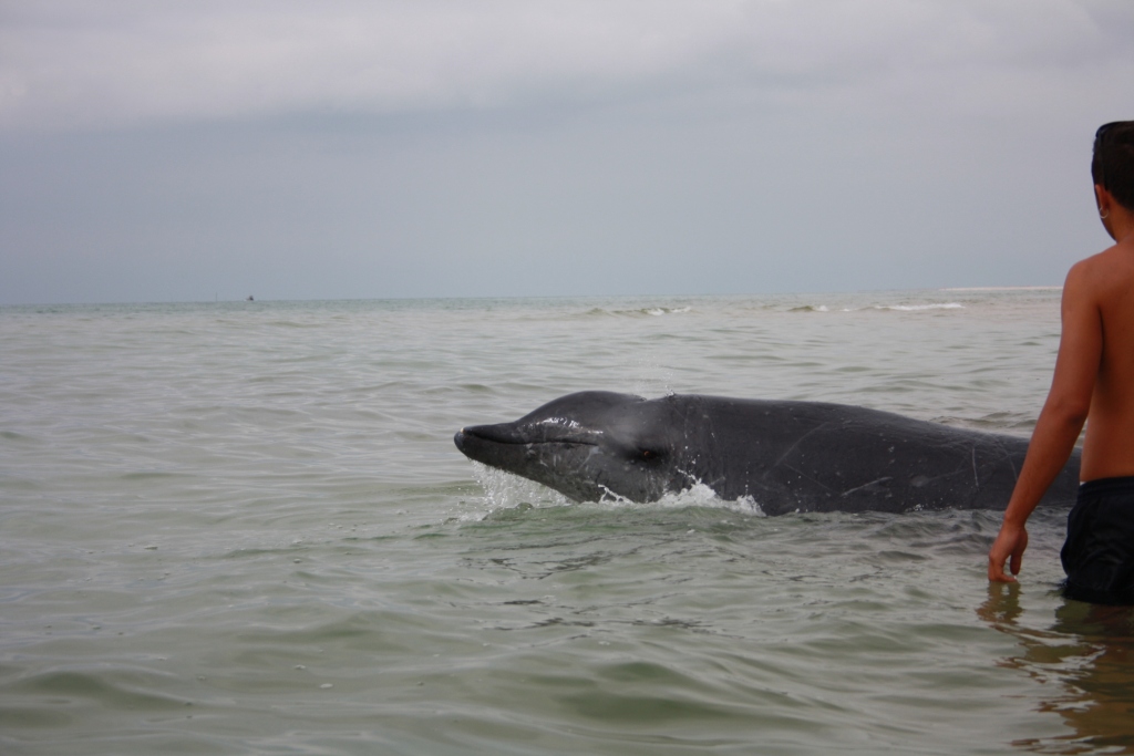 baleia de bico praia Fuzeta