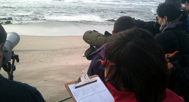 Course " Techniques for censuses coastal birds and marine mammals"